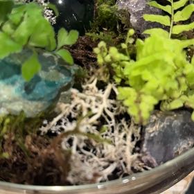 Photo of the plant species Brittle Bladder-Fern by @WillChojubai50 named Tolkien on Greg, the plant care app