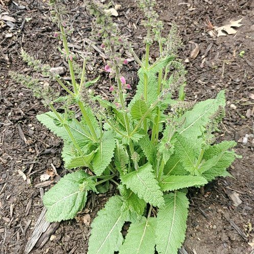 Photo of the plant species Meadow Sage by @NaturallyIvy2 named Mollie on Greg, the plant care app