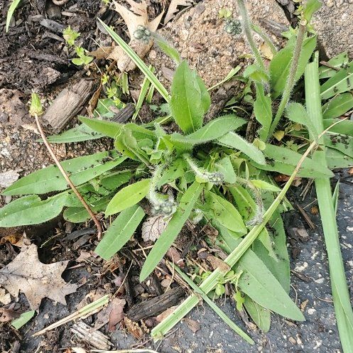 Photo of the plant species Common Viper's-Bugloss by @NaturallyIvy2 named Drake on Greg, the plant care app