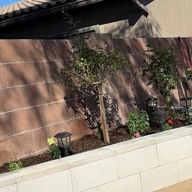 Photo of the plant species True Passion Rose by @BuffMedeola34 named Big red on Greg, the plant care app