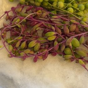 Photo of the plant species Ruby Necklace Plant by @WinFreesia65 named Bella on Greg, the plant care app