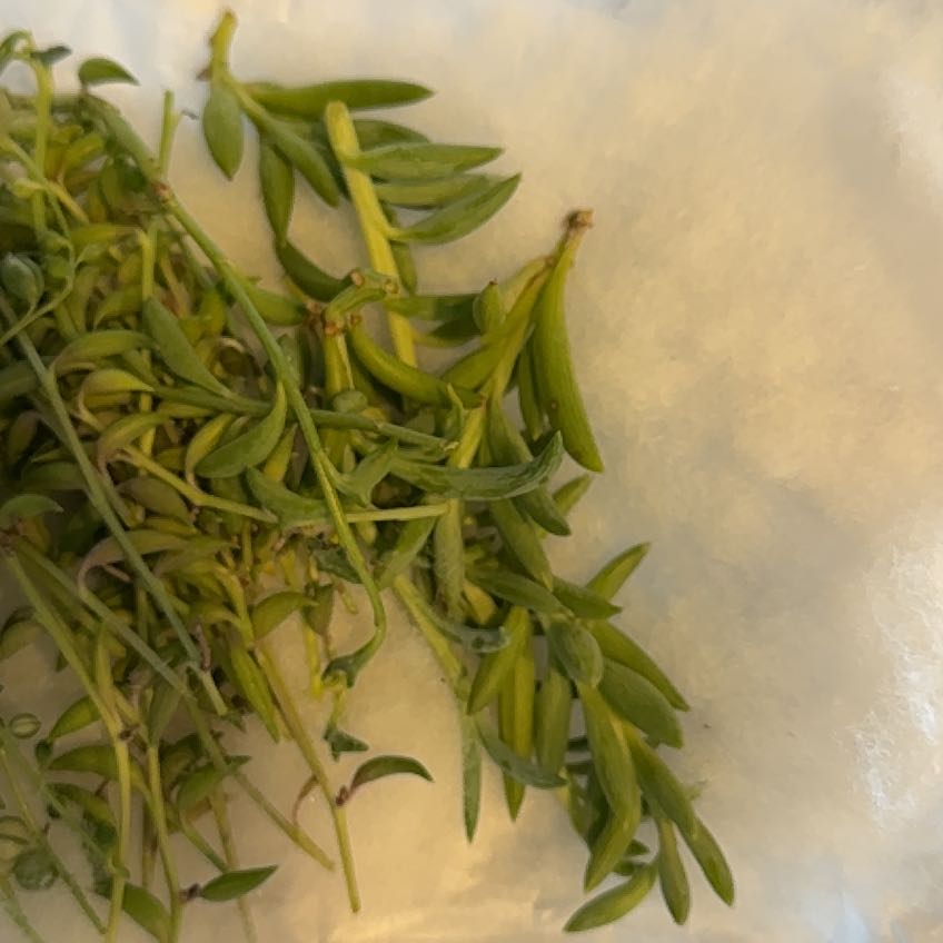 Photo of the plant species String of Fish Hooks by @WinFreesia65 named Sahara on Greg, the plant care app