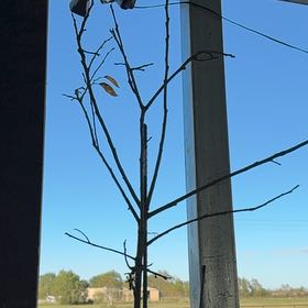Photo of the plant species Fuyu Persimmon by @WinFreesia65 named Clooney on Greg, the plant care app