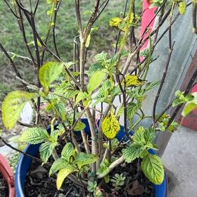 Photo of the plant species Blue Porterweed by @WinFreesia65 named Ronaldo on Greg, the plant care app