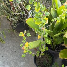 Photo of the plant species Rose Of Sharon by @WinFreesia65 named Treeyoncé on Greg, the plant care app