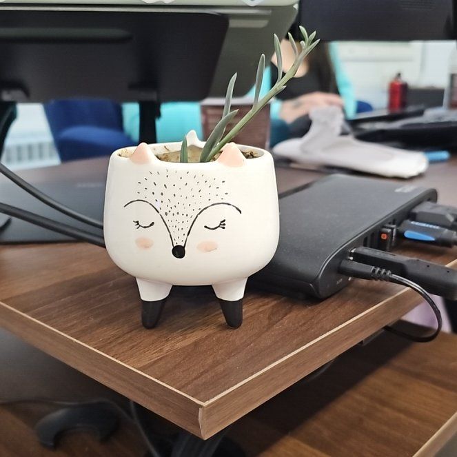 Photo of the plant species String of Fish Hooks by @CasualAthelpine named Sage on Greg, the plant care app