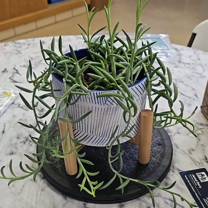 Photo of the plant species String of Fish Hooks by @CasualAthelpine named Franklin on Greg, the plant care app