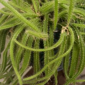 Photo of the plant species Dog Tail by @JocundCoojong77 named Keanu Leaves on Greg, the plant care app