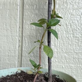 Photo of the plant species Tulsi Kapoor (Holy Basil) by @YesPawpaw87 named Kylie on Greg, the plant care app