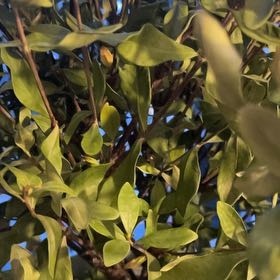 Photo of the plant species Gardenia by @HighSoybean81 named Eva on Greg, the plant care app