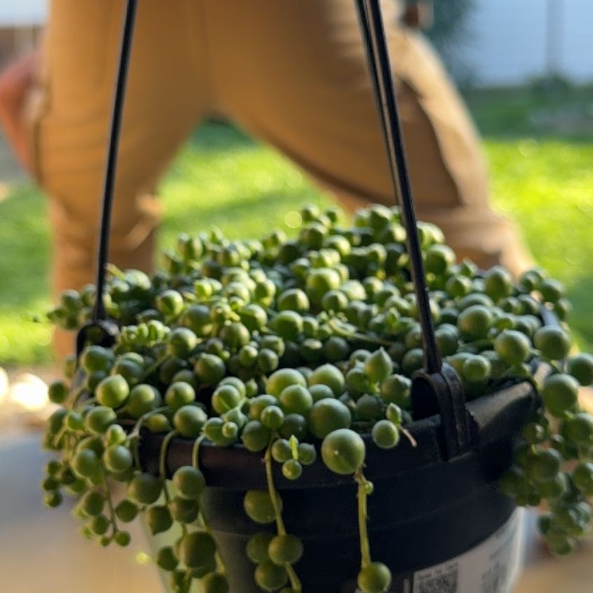 Photo of the plant species Senecio String of Pearls by @LucidRadish13 named McKinley on Greg, the plant care app