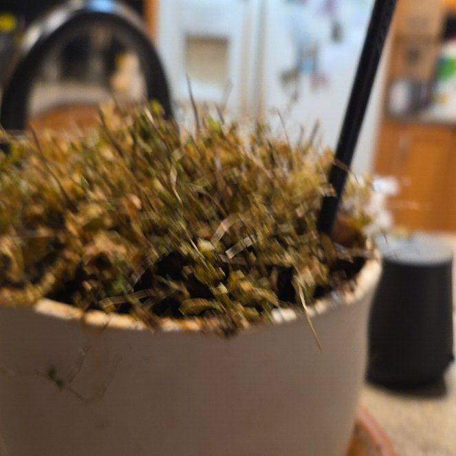 Photo of the plant species Common Bladder Moss by @FancyGreen18 named Surya on Greg, the plant care app