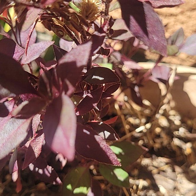 Photo of the plant species Brazilian Joyweed by @NoblePomelo97 named Orwell on Greg, the plant care app