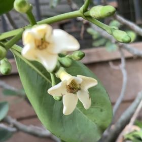 Photo of the plant species Puakenikeni by @AceCatmint4 named princess on Greg, the plant care app