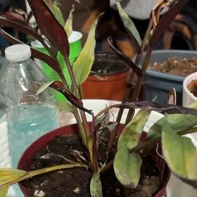 Photo of the plant species Red Rubin by @NewWoreya12 named Messi on Greg, the plant care app