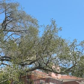 Photo of the plant species Common Cottonwood by @FunnyBegonia50 named Tree Diddy on Greg, the plant care app