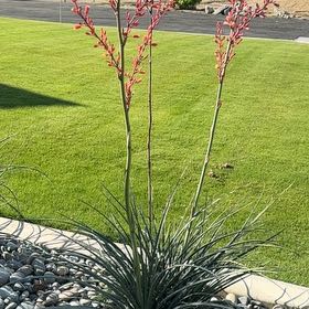 Photo of the plant species Red Hot Poker by @FunnyBegonia50 named Navajo on Greg, the plant care app