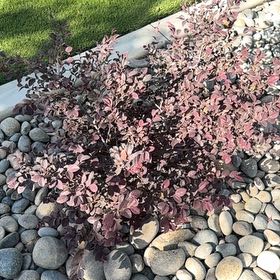 Photo of the plant species Chinese Fringe Flower by @FunnyBegonia50 named Forrest on Greg, the plant care app