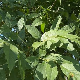 Photo of the plant species Tropical Ash by @FunnyBegonia50 named Remington on Greg, the plant care app
