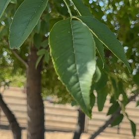 Photo of the plant species Green Ash by @FunnyBegonia50 named Orwell on Greg, the plant care app