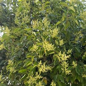 Photo of the plant species Glossy Privet by @FunnyBegonia50 named Oscar on Greg, the plant care app