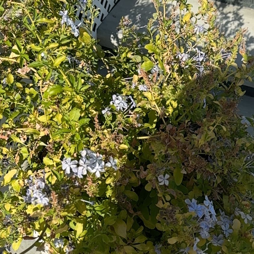 Photo of the plant species Blue Plumbago by @FunnyBegonia50 named Messi on Greg, the plant care app