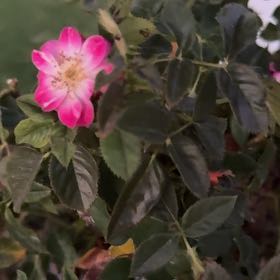 Photo of the plant species Dog Rose by @FunnyBegonia50 named Rosie on Greg, the plant care app