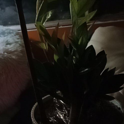 Photo of the plant species chameleon zz by @FirstPhlox4 named Tennie on Greg, the plant care app