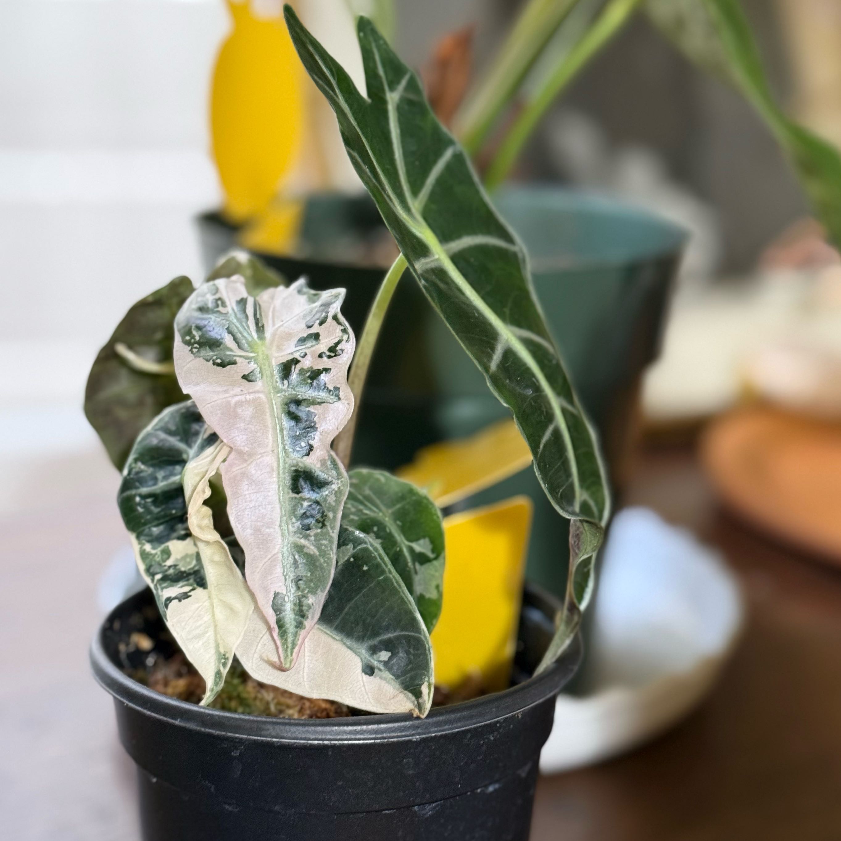 Photo of the plant species Alocasia Pink Bambino by @SnazzyMizuna65 named x on Greg, the plant care app