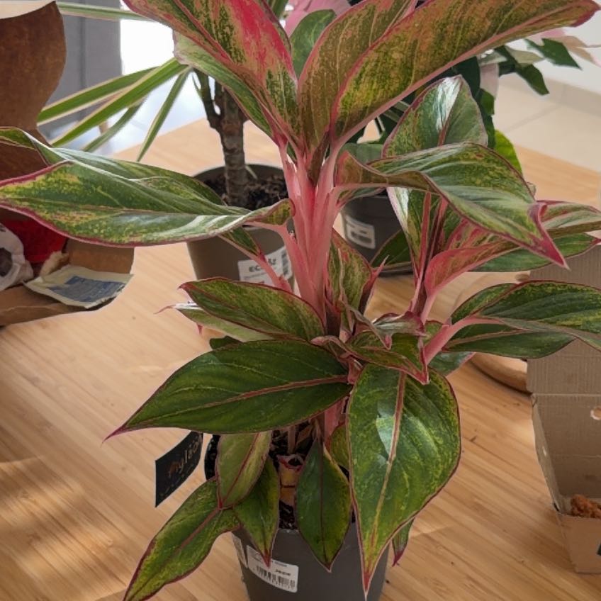 Photo of the plant species Aglaonema Red Gold by @ShinyChia83 named Robert Plant on Greg, the plant care app