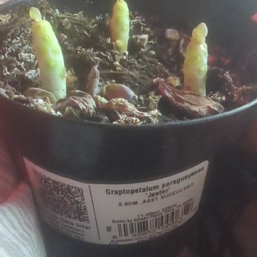 Photo of the plant species Graptopetalum paraguayense 'Jester' by @SuaveLacealoe94 named Apollo on Greg, the plant care app