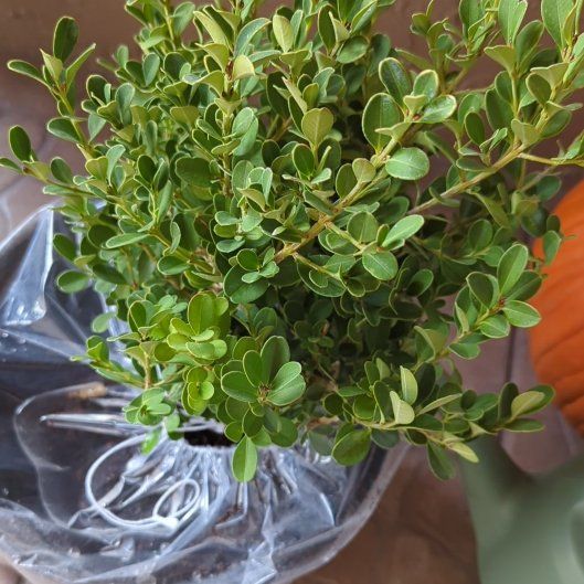 Photo of the plant species Japanese Boxwood by @BeefyTobacco65 named Coco on Greg, the plant care app