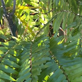 Photo of the plant species Inland Leatherfern by @TutorKoa60 named Captain Plant-it on Greg, the plant care app
