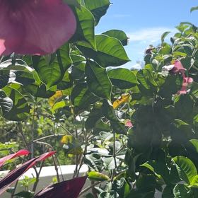 Photo of the plant species Allamanda Blanchetii by @TutorKoa60 named Shakira on Greg, the plant care app