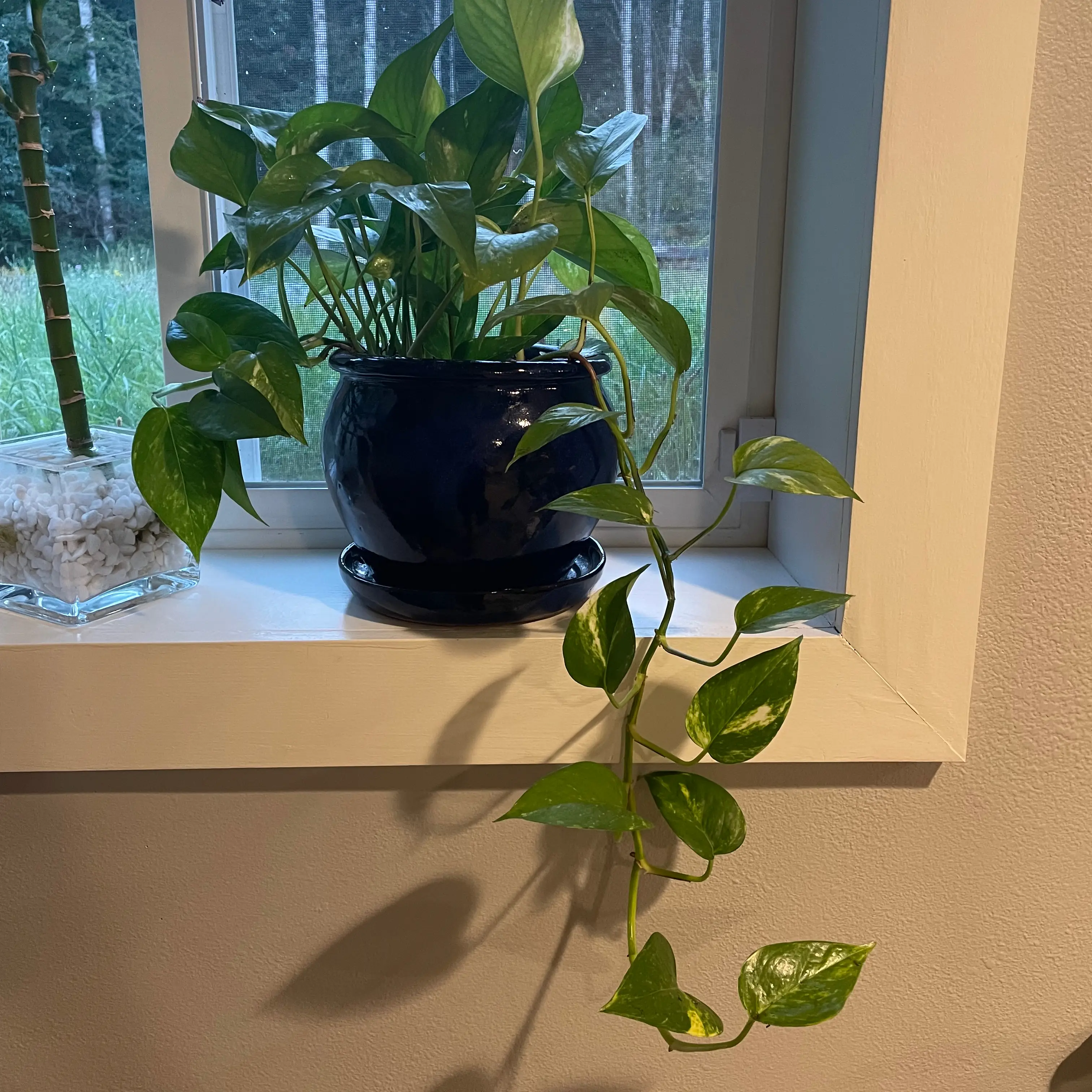 Taro Vine plant photo by Madi named Morana on Greg, the plant care app.