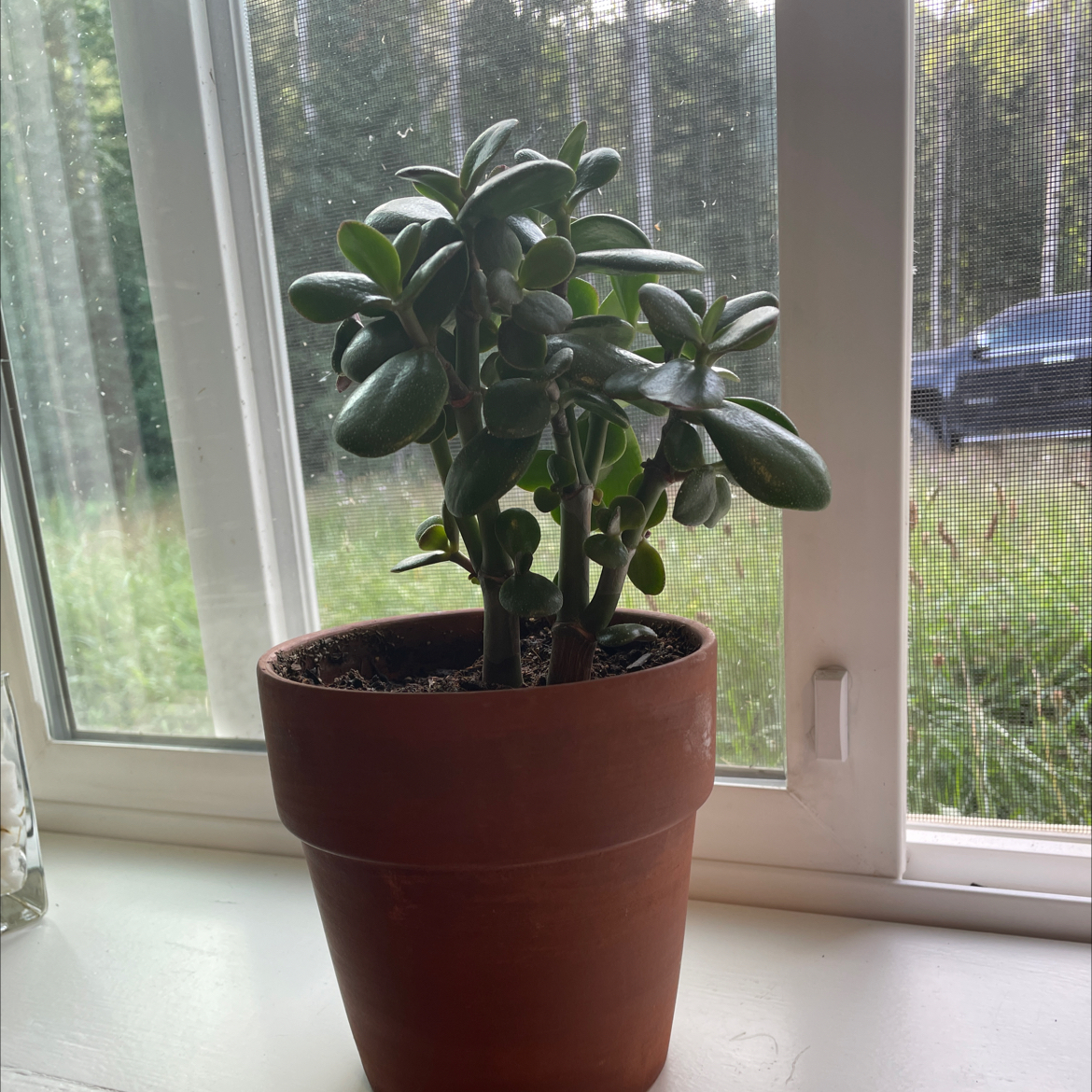 Lucky Plant plant photo by Madi named Crue on Greg, the plant care app.