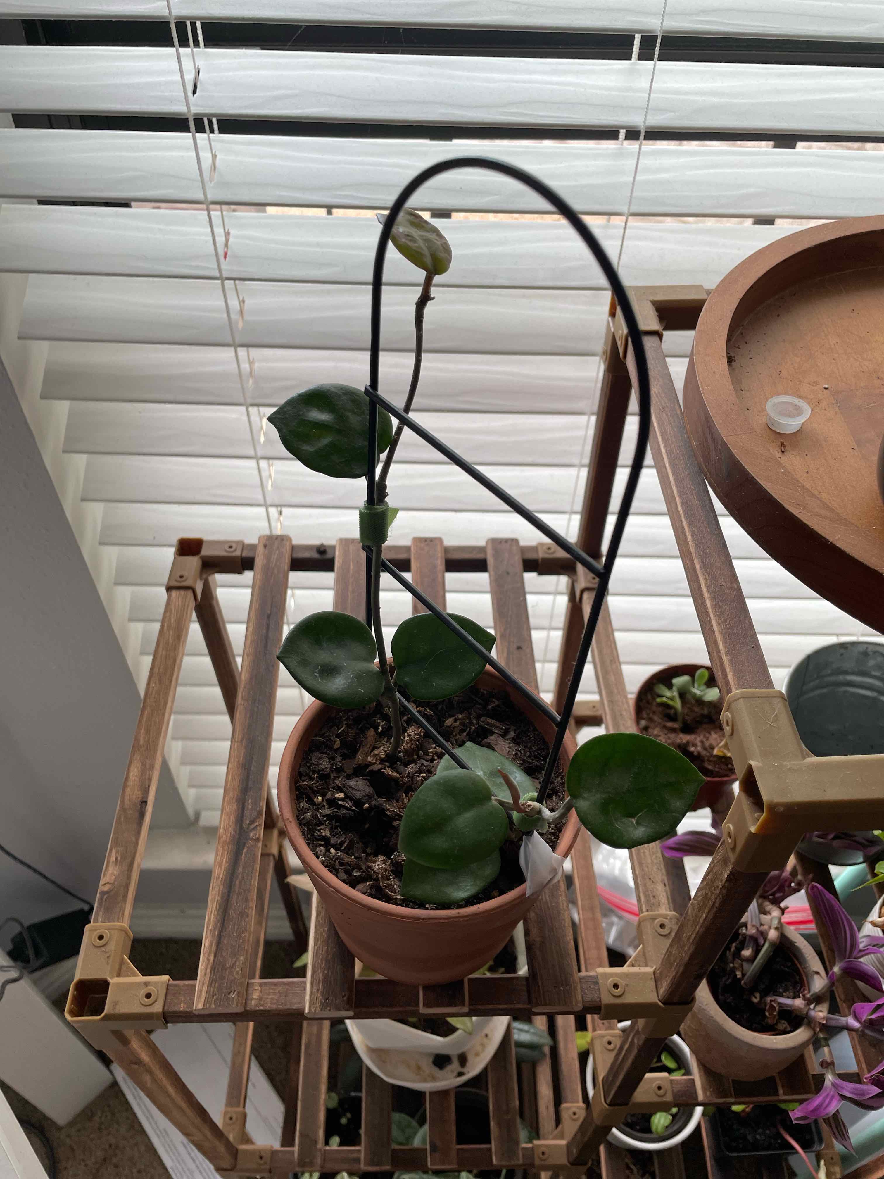 Potted Chelsea Hoya plant with green leaves on a metal trellis, soil visible.