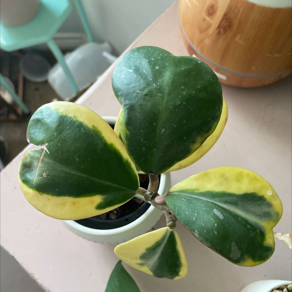 Variegated Heart Leaf Hoya plant with green and yellow heart-shaped leaves in a pot.
