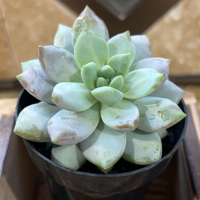 Photo of the plant species Sedeveria 'Lilac Mist' by @SirBorage36 named Athena on Greg, the plant care app