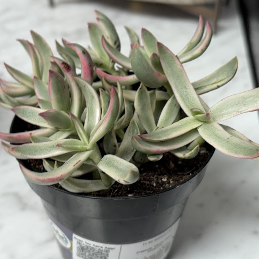 Photo of the plant species Candy Cane Crassula by @HumanePhalsa50 named Orwell on Greg, the plant care app