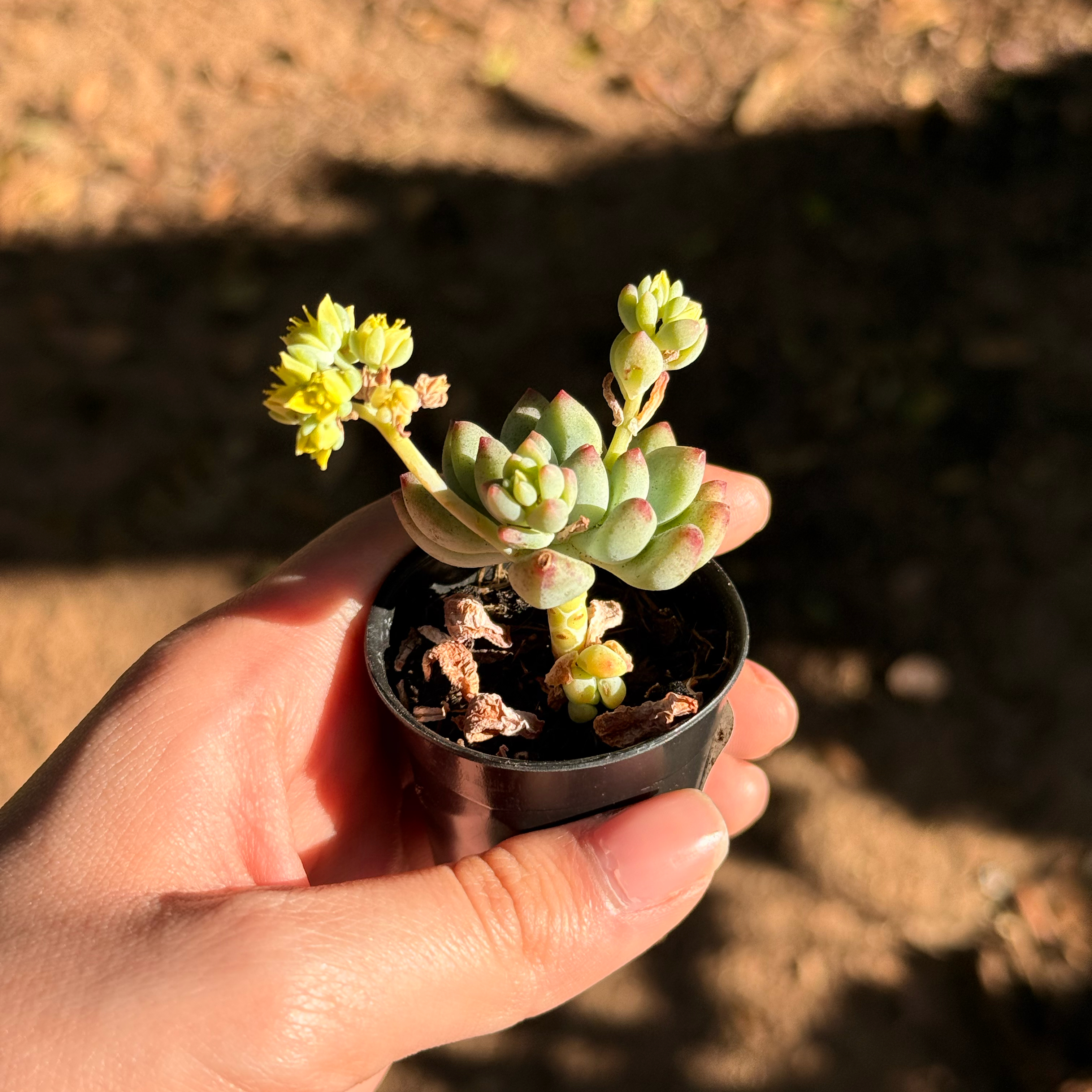 Photo of the plant species Sedum treleasei by @BigBushpoppy71 named Michael on Greg, the plant care app