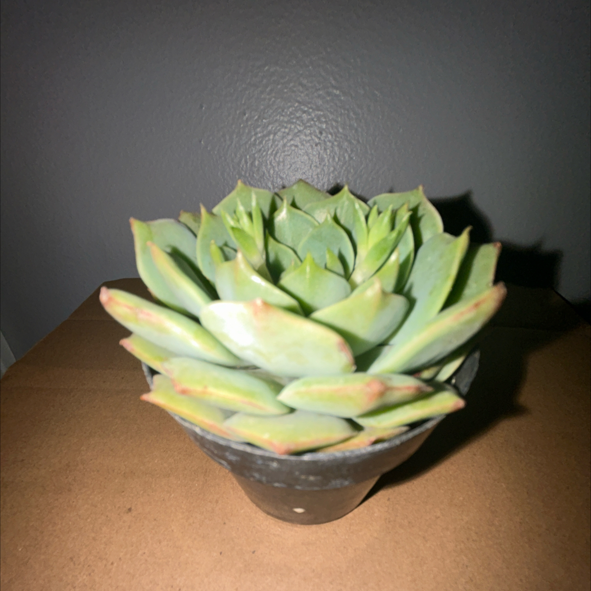 Photo of the plant species Echeveria Ramillette by @AbleMatagouri59 named Shrek on Greg, the plant care app