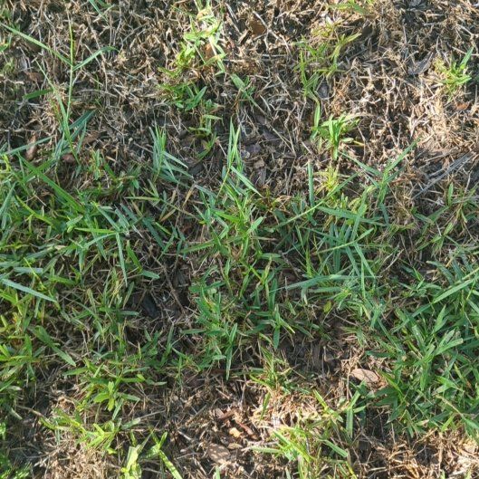 Photo of the plant species Wiregrass by @ComicRedlion42 named Gates on Greg, the plant care app