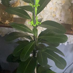 Photo of the plant species Ficus Microcarpa by @MaximalWorm named Morgan Treeman on Greg, the plant care app