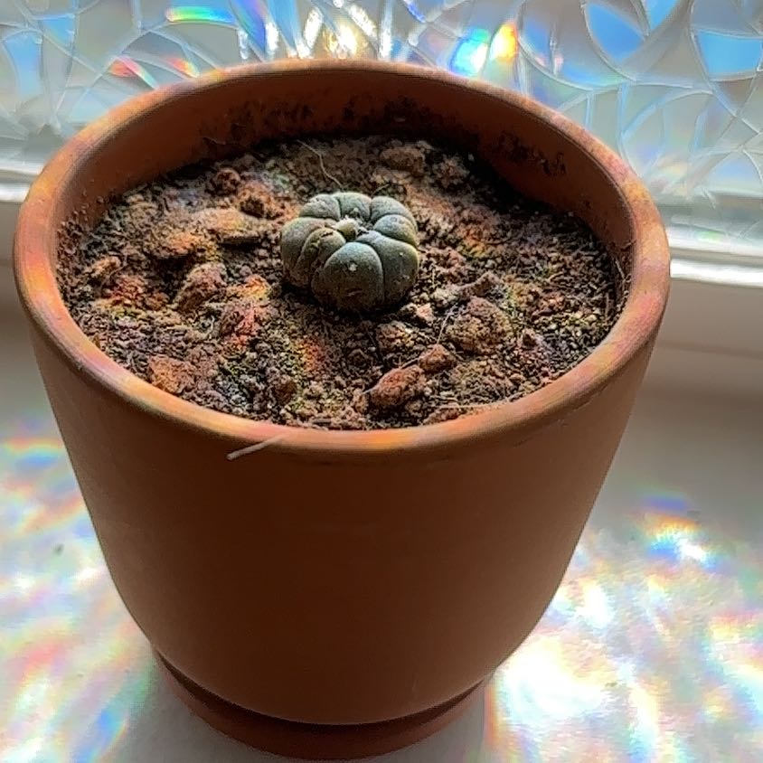 Small Peyote cactus in a terracotta pot with dry soil.