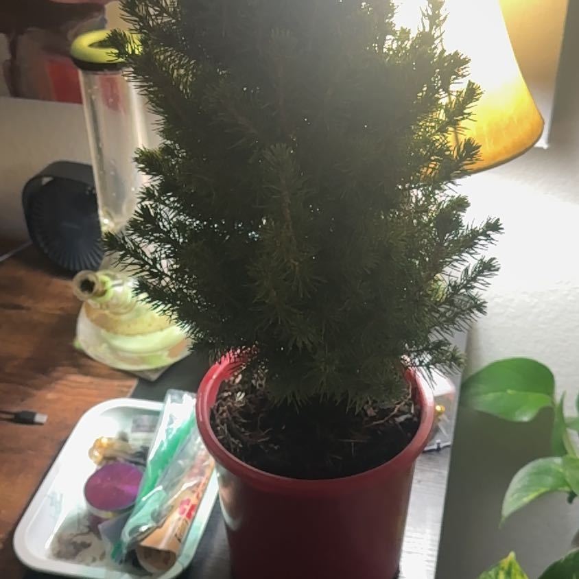 Photo of the plant species Dwarf Alberta Spruce by @TidyChosmo98 named Gomez on Greg, the plant care app