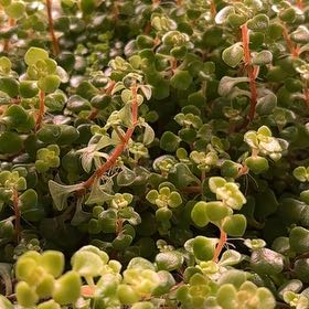 Photo of the plant species Japanese stonecrop by @WinsomeMum86 named Curie on Greg, the plant care app