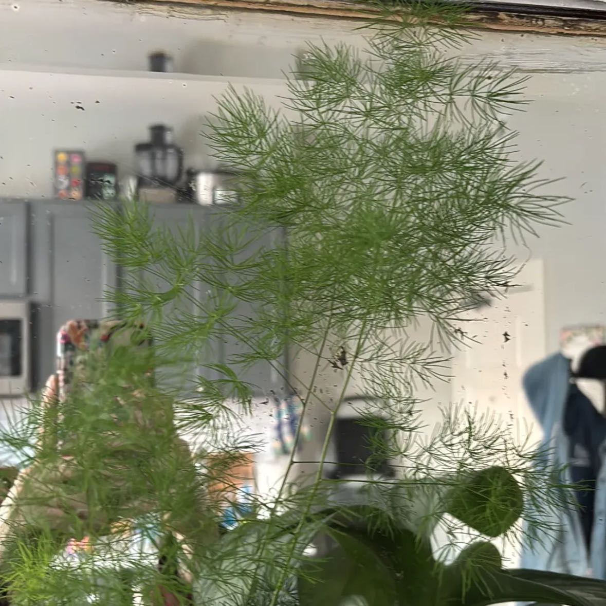 Photo of the plant species Ming Fern by @WinsomeMum86 named Beckham on Greg, the plant care app