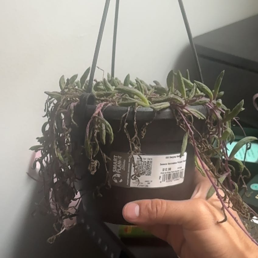 Photo of the plant species String Of Bananas by @LovelyOakfern named Kendall on Greg, the plant care app