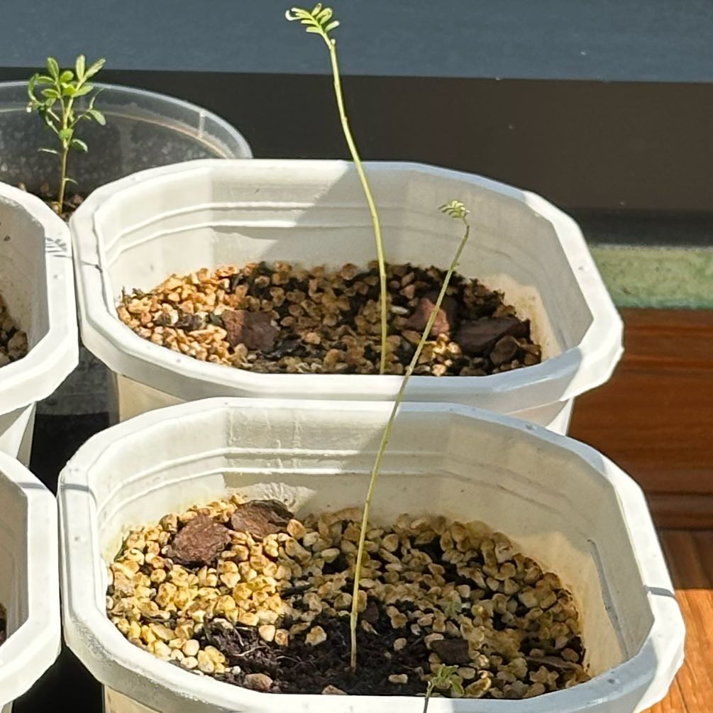 Photo of the plant species Kakabeak by @AlertFuscia70 named Gates on Greg, the plant care app